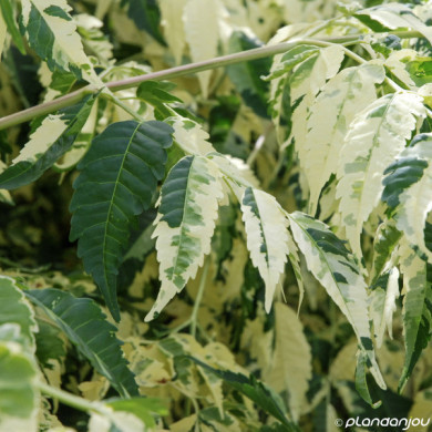 Melia azedarach 'Jade Snowflake'