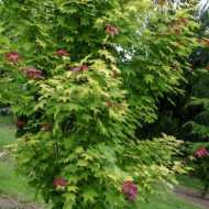 Acer cappadocicum 'Aureum'