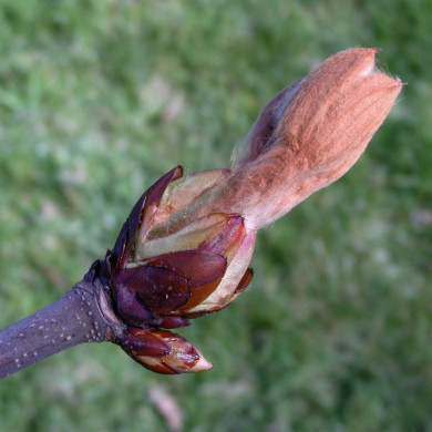 Aesculus hippocastanum