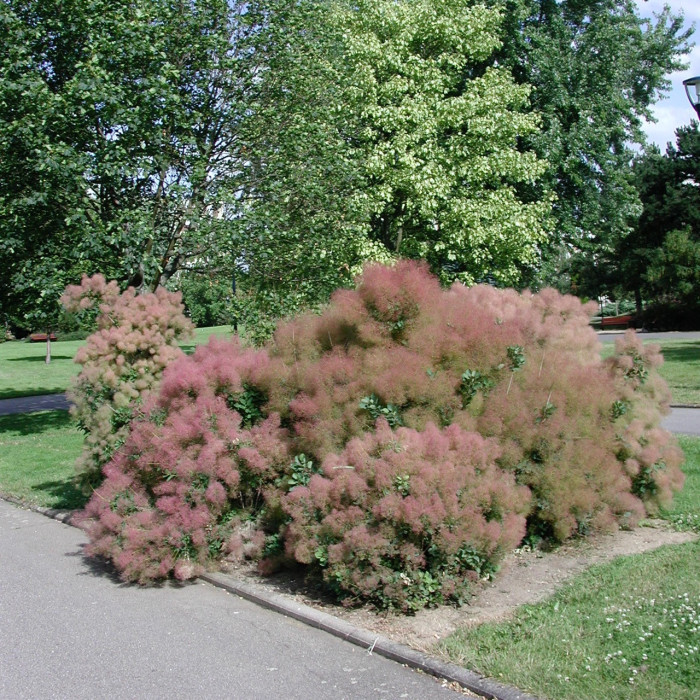 Cotinus coggygria