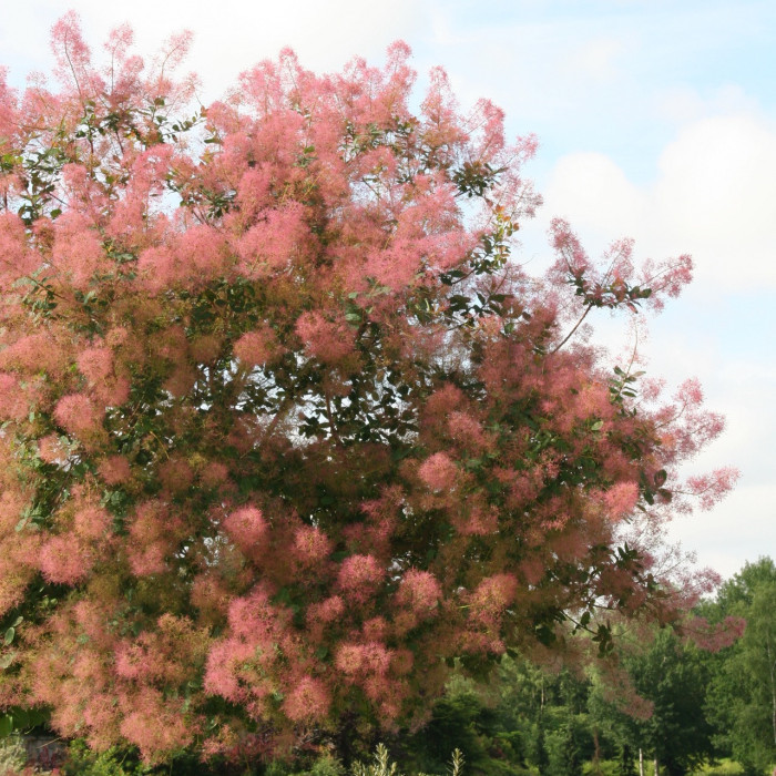 Cotinus coggygria