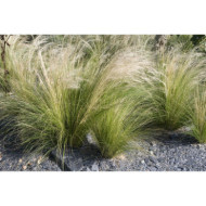 Stipa tenuissima 'Ponytails'