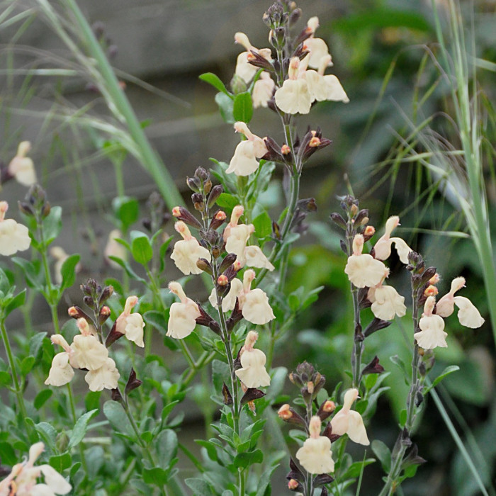 Salvia x jamensis 'Melen'