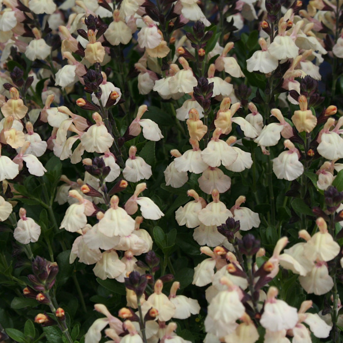 Salvia x jamensis 'Melen'