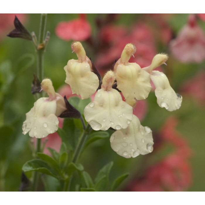 Salvia x jamensis 'Melen'