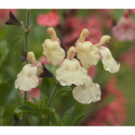 Salvia x jamensis 'Melen'