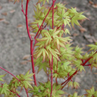 Acer palmatum 'Sangokaku'