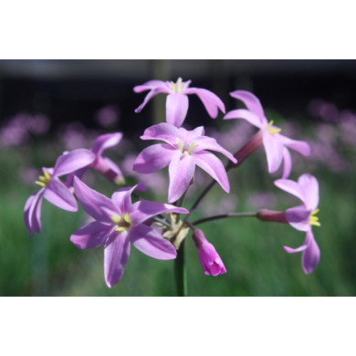 Tulbaghia 'Kilimanjaro'