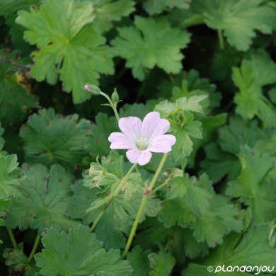 Geranium 'Bremdream' DREAMLAND