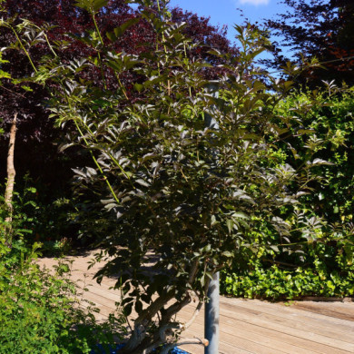 Sambucus nigra
