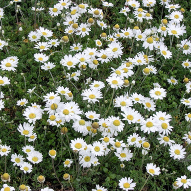 Anthemis carpatica 'Karpatenschnee'