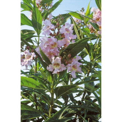 Chiltalpa tashkentensis 'Pink Dawn'