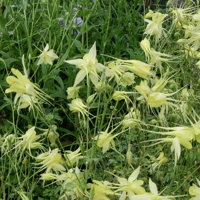 Aquilegia chrysantha 'Yellow Queen'