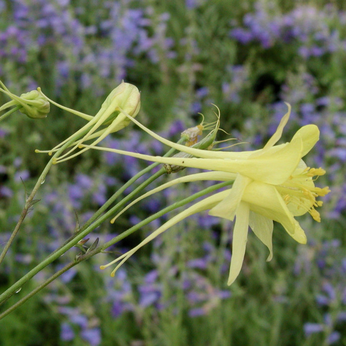 Aquilegia chrysantha 'Yellow Queen'