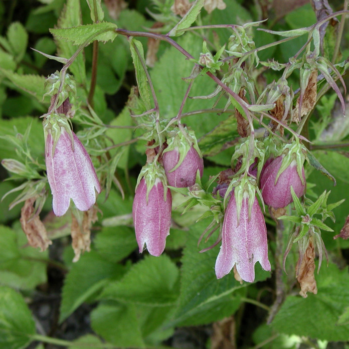 Campanula 'Elizabeth'