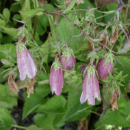 Campanula 'Elizabeth'