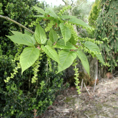 Acer davidii