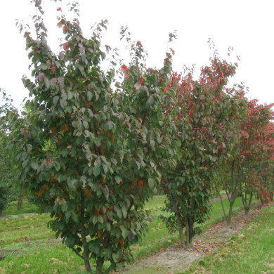 Prunus sargentii