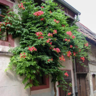 Campsis grandiflora