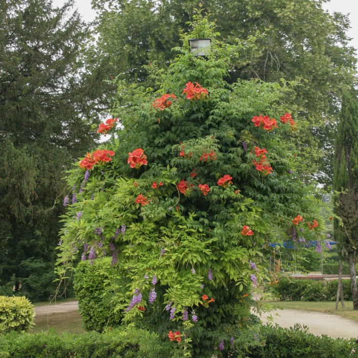 Campsis grandiflora