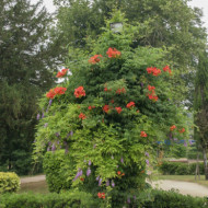 Campsis grandiflora