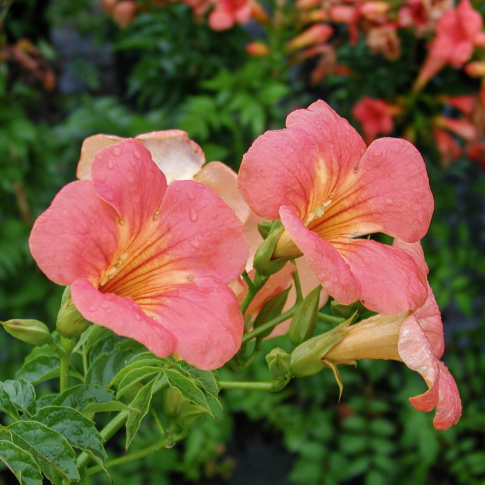 Campsis grandiflora