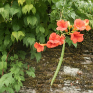 Campsis grandiflora