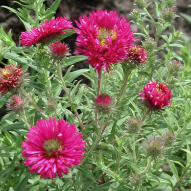 Aster novae-angliae 'Andenken an Alma Pötschke'