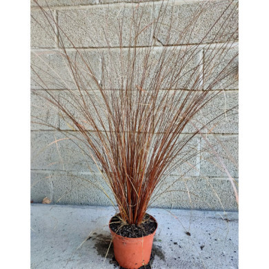 Carex buchananii 'Red Rooster'