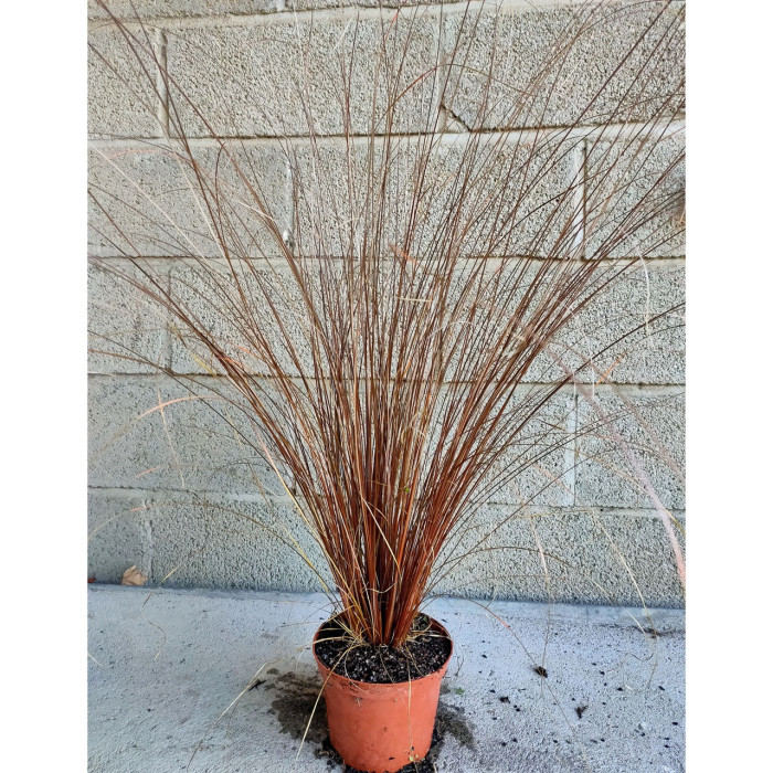 Carex buchananii 'Red Rooster'