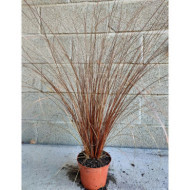 Carex buchananii 'Red Rooster'