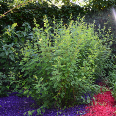 Indigofera heterantha 'Gerardiana'
