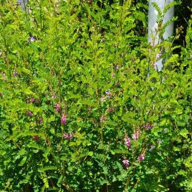 Indigofera heterantha 'Gerardiana'
