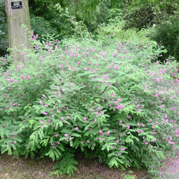Indigofera heterantha 'Gerardiana'