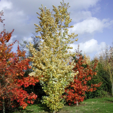 Acer saccharinum 'Pyramidale'