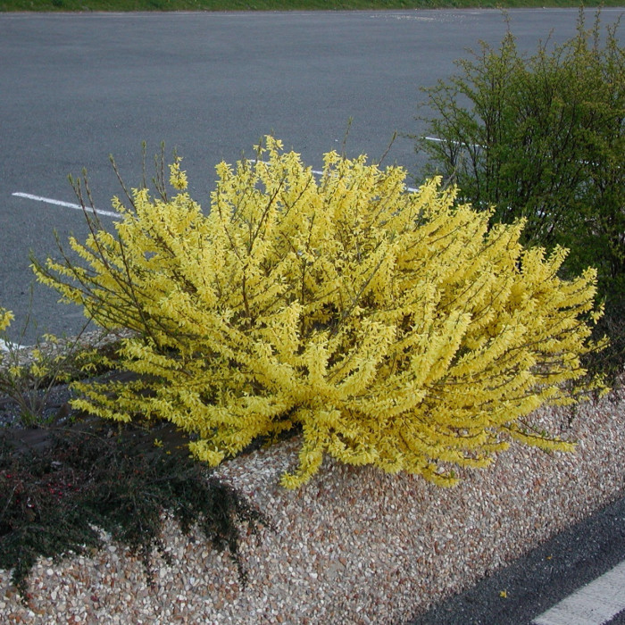 Forsythia MAREE D'OR® 'Courtasol'