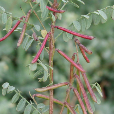 Indigofera heterantha 'Gerardiana'