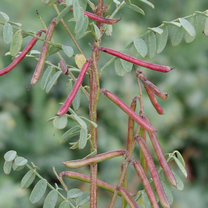 Indigofera heterantha 'Gerardiana'