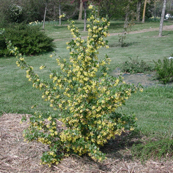Ribes odoratum
