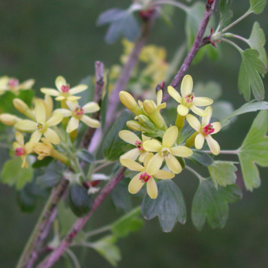 Ribes odoratum