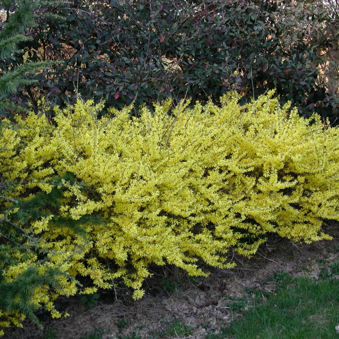 Forsythia MAREE D'OR® 'Courtasol'