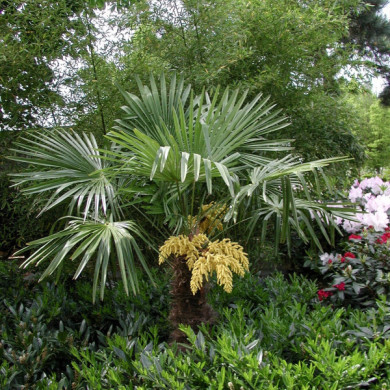 Trachycarpus fortunei