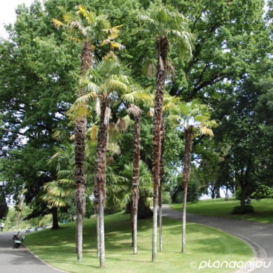 Trachycarpus fortunei