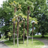 Trachycarpus fortunei