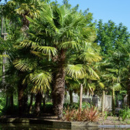 Trachycarpus fortunei
