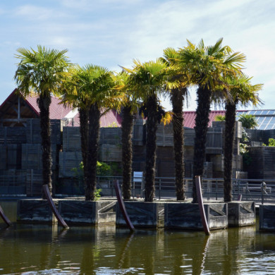 Trachycarpus fortunei