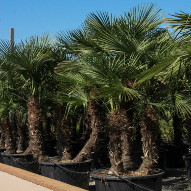 Trachycarpus fortunei