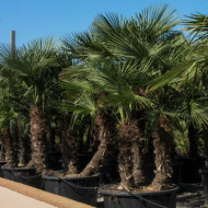 Trachycarpus fortunei