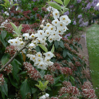 Halesia carolina