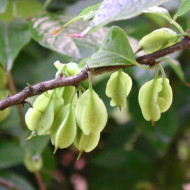 Halesia carolina